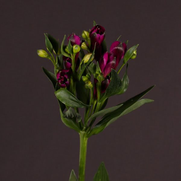Buy wholesale fresh cut purple lilies; Alstroemeria cleo