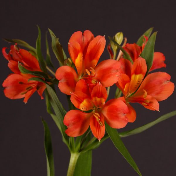 Buy wholesale fresh cut orange lilies; alstroemeria dancing queen