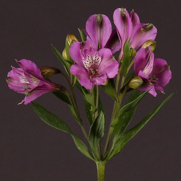 Buy wholesale fresh cut lilac lilies; Alstroemeria galaxy