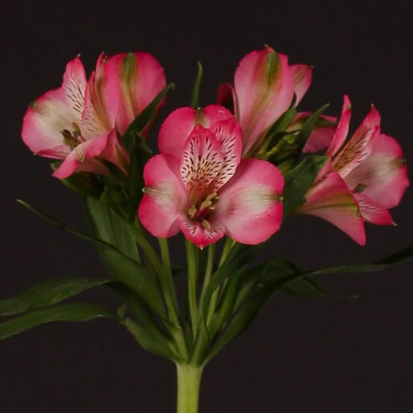 Buy wholesale fresh cut pink Lilies; Alstroemeria hilton
