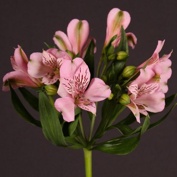 Buy wholesale fresh cut pink Lilies; Alstroemeria pink floyd