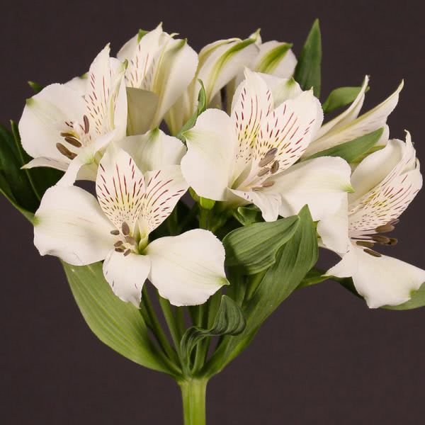 Buy wholesale fresh cut white lilies; Alstroemeria polar