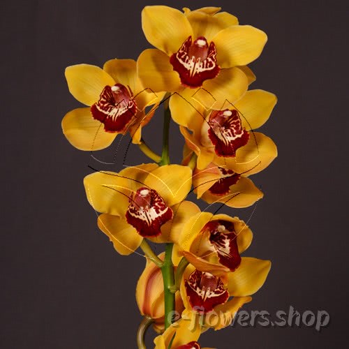 Buy wholesale fresh cut orange Orchids; Cymbidium Orange