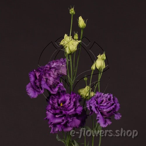 Buy wholesale fresh cut blue fillers; Lisianthus Alissa Blue