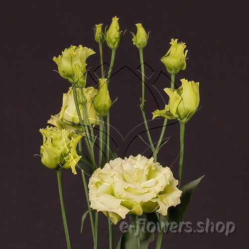 Buy wholesale fresh cut green fillers; Lisianthus Alissa Green