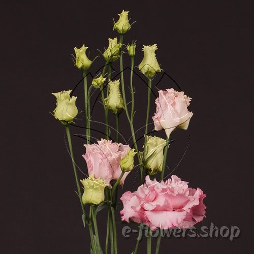 Buy wholesale fresh cut pink fillers; Lisianthus Alissa Pink