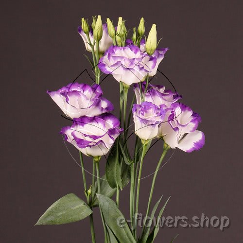 Buy wholesale fresh cut bi-color fillers; Lisianthus Arena Blue Picotee